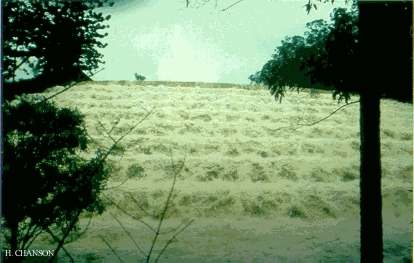 Gold Creek dam operation in 1996